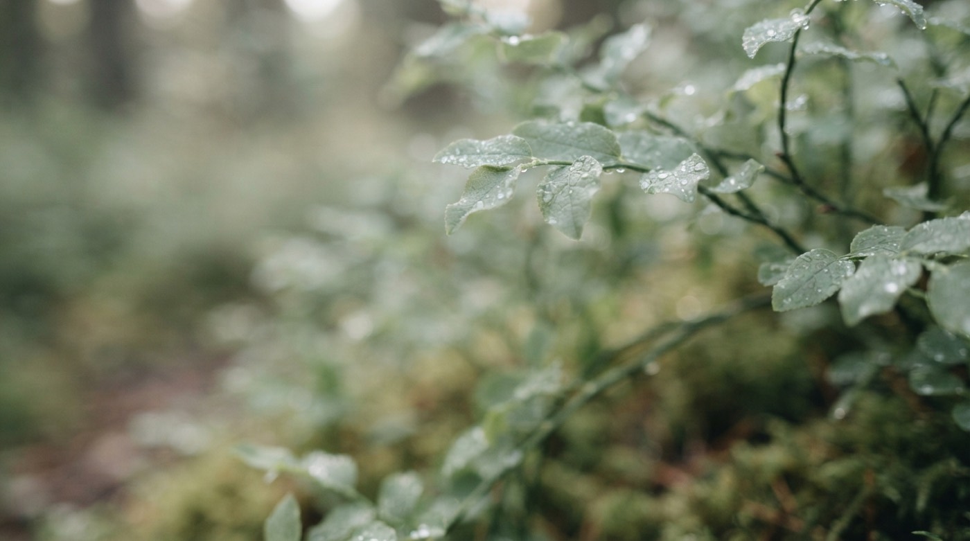 Canopy — botanical imagery, graded warm